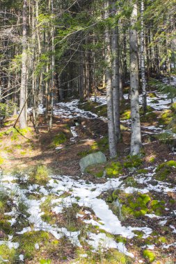 Yaremche köyü yakınlarındaki Karpatlar 'daki kozalaklı dağ ormanları. Ukrayna