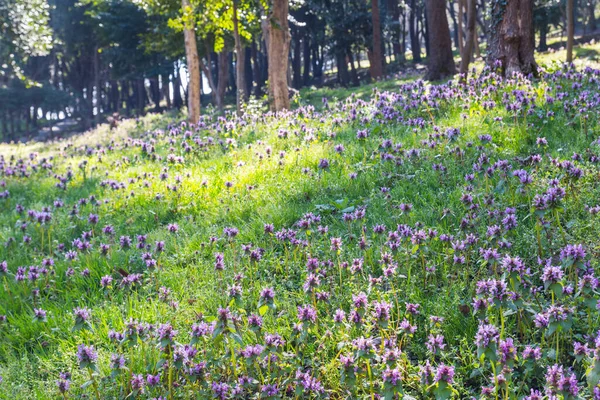 Hermosas Flores Púrpuras Entre Hierba Verde Parque Estambul Turquía — Foto de Stock