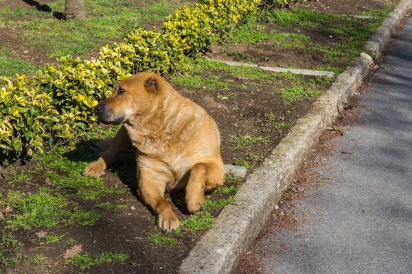 A large dog lies near a walkway in Yildiz Park in Istanbul. Turkey