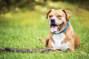 Mutlu köpek çim üzerinde yalan