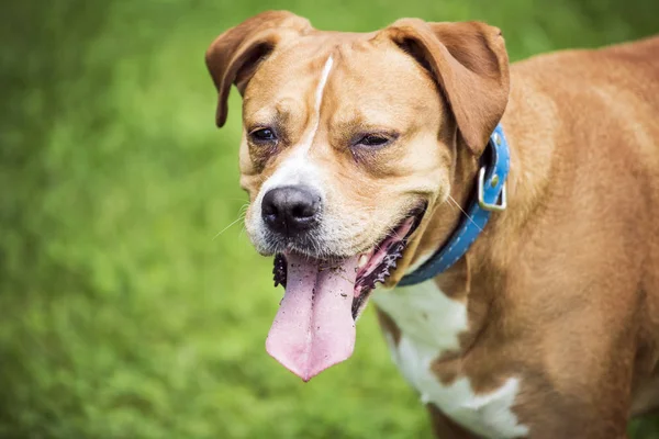 Lycklig hund liggande på gräset — Stockfoto