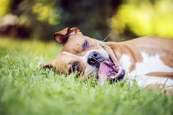 Lycklig hund liggande på gräset — Stockfoto