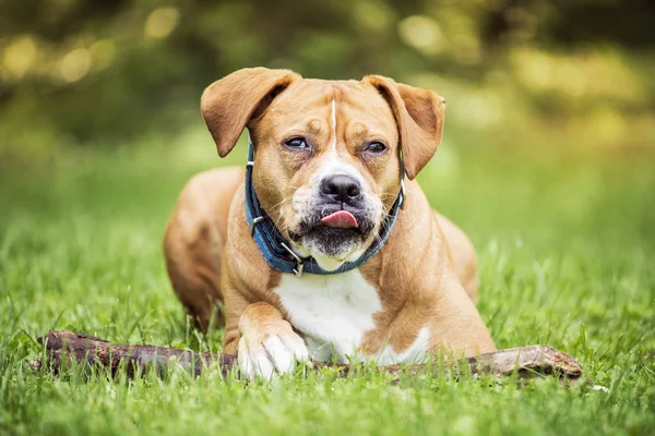 Lycklig hund liggande på gräset — Stockfoto