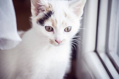 Penceredeki beyaz yavru kedi
