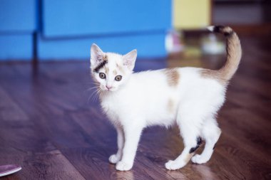 Beyaz yavru kedi evde