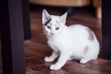 Beyaz yavru kedi evde