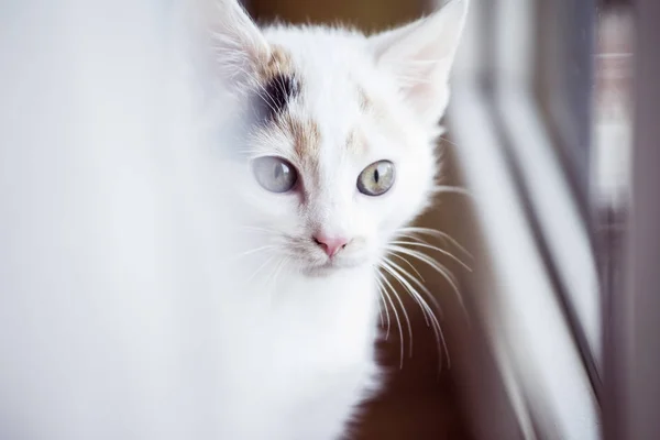 창이에 흰 고양이 — 스톡 사진
