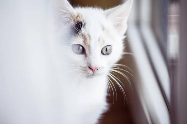 Gatito blanco en la ventana — Foto de Stock