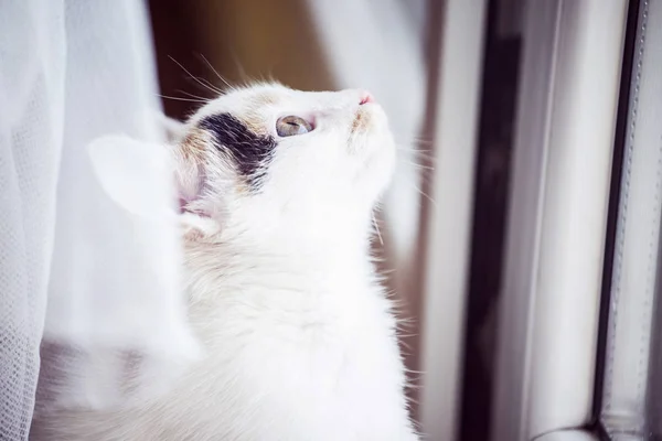 Белый котёнок у окна — стоковое фото