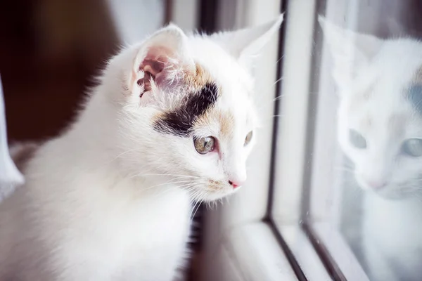 Bílé kotě v okně — Stock fotografie