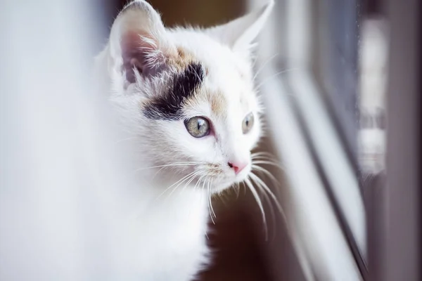窓際の白い子猫 — ストック写真