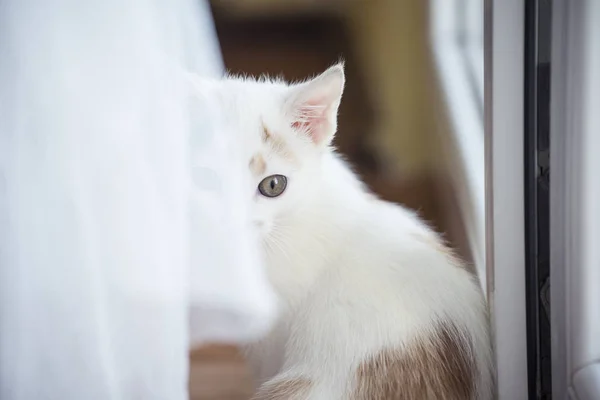 Gatito blanco en la ventana — Foto de Stock