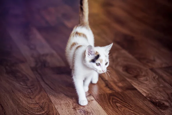 Gatito blanco en casa — Foto de Stock