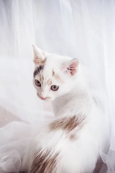Gattino bianco a casa — Foto Stock