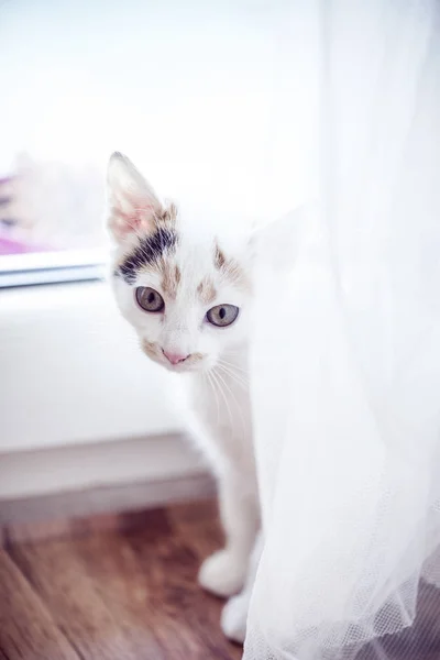 Az ablak a fehér cica — Stock Fotó