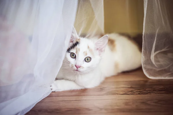 Gatito blanco en casa —  Fotos de Stock