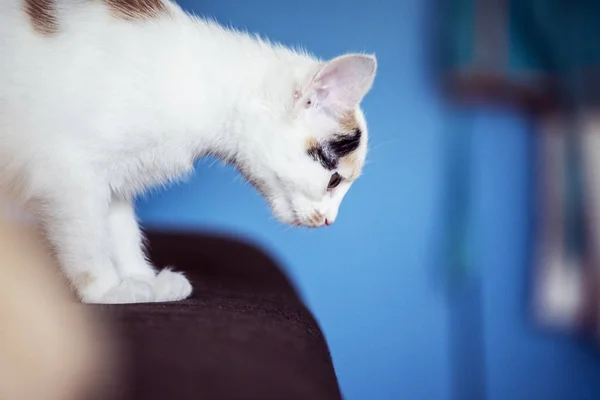 Gatito blanco en casa — Foto de Stock