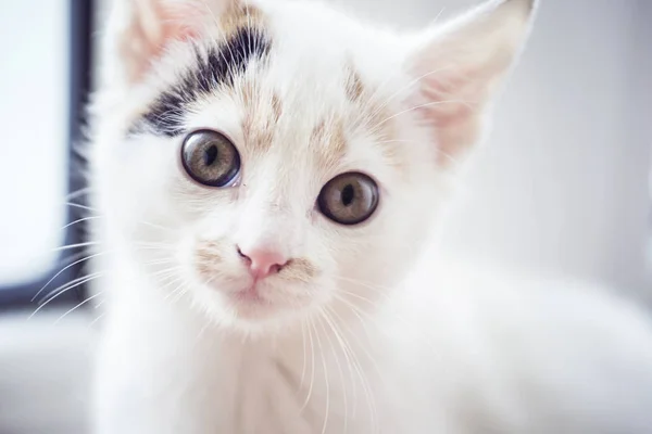 Gatinho branco na janela — Fotografia de Stock