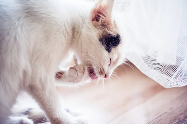 Beyaz yavru kedi onun pençeleri yalıyor — Stok fotoğraf