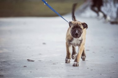 Bahçedeki küçük kahverengi köpek yürüyüş