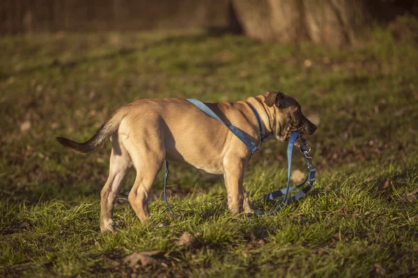 Liten brun hund stående på gräset — Stockfoto
