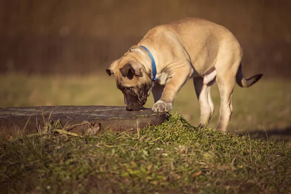 Köpek yavrusu çimenlerin üzerinde yürüyüş burnunu çekmek