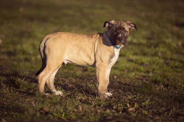 Liten brun hund stående på gräset — Stockfoto