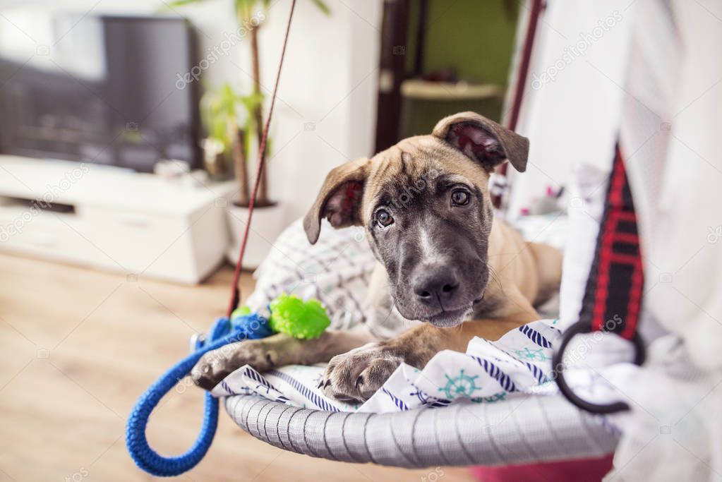 Young happy dog lies on a armchair at home