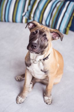 Tatlı genç küçük köpek yatakta evde oturan