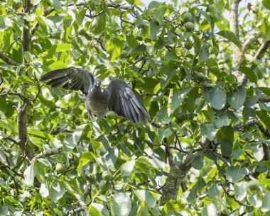 güvercin ceviz ağacının dışında uçar