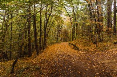 Sonbaharda orman yolu