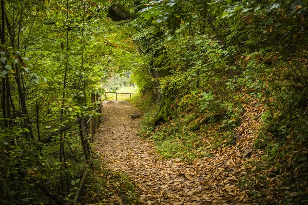 Waldweg im Herbst — Stockfoto