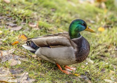 Bir nehir üzerinde ördek