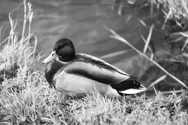 Anatre su un fiume — Foto Stock