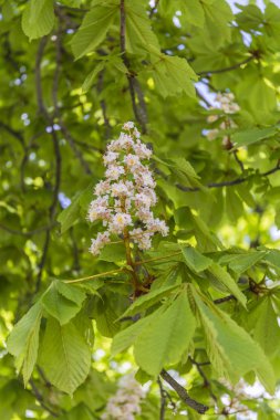 Kestane çiçeği - güzel ağaç