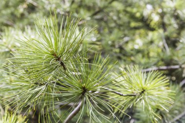 bahçevan çam - ayrıntı