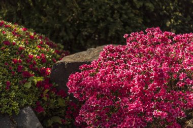 Bahçe - çiçekli açelya