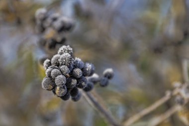 buz gibi meyveler - doğada kış