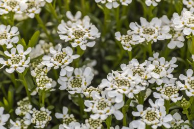 Çayırdaki beyaz çiçekler