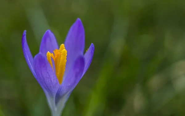 Crocus napfény - tavasz — Stock Fotó