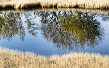 Ağaçlar suya yansıyor.