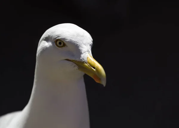 Retrato de gaviota - vida silvestre — Foto de Stock