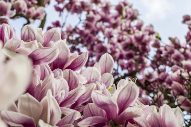 Manolya çiçeği - birçok çiçek