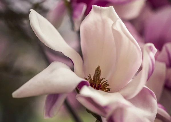 Magnolia bloesem - Detail Shot — Stockfoto