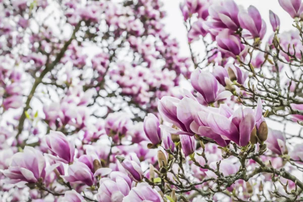 Kwitnąć Magnolia - magnolia drzewa — Zdjęcie stockowe