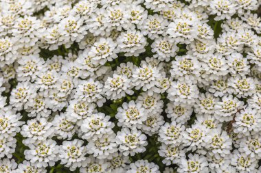 birçok çiçeği beyaz