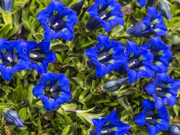 Gentiana - många blå blommor — Stockfoto
