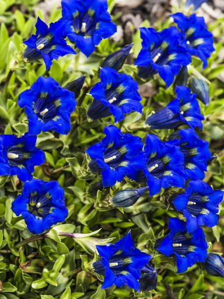 リンドウ - 多くの青い花 — ストック写真