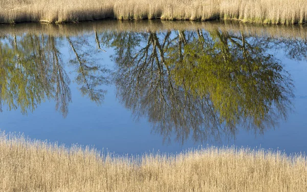 Trees are reflected in the water — Stock Photo, Image