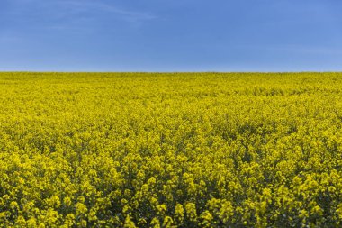 tecavüz çiçeği alan